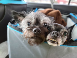 Coco Puff & Bear Bear (fuzzy one), my munchkin loves